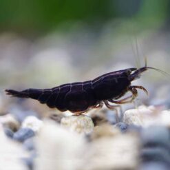 Black Rose Shrimp