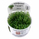 Tropica - Glossostigma elatinoides