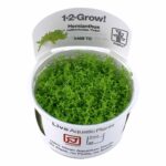 Tropica - Hemianthus callitrichoides 'Cuba' HC