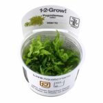 Tropica - Pogostemon helferi