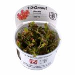 Tropica - Rotala macrandra