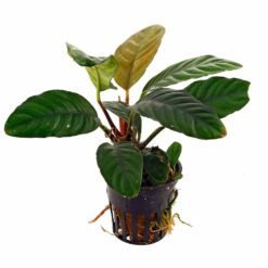 Anubias barteri var. 'coffeefolia'