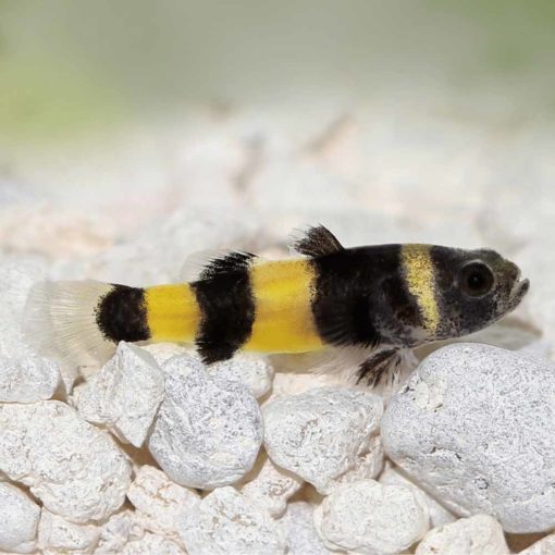 Bumblebee Goby (Brachygobius xanthomelas)