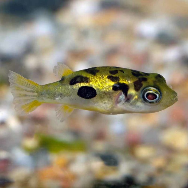 Dwarf Pea Puffer (Carinotetraodon travancoricus) - McMerwe - Cape Town ...