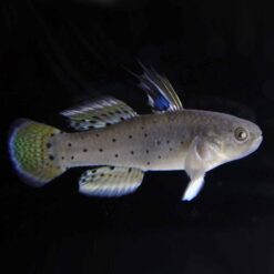 Knight Goby (tigmatogobius sadanundio)