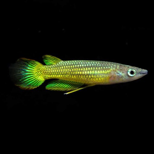 Neon Yellow Panchax (Aplocheilus lineatus)