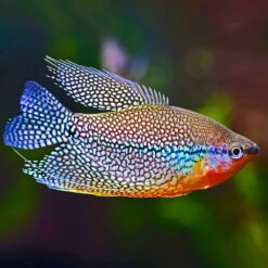 Pearl Gourami (Trichopodus leerii)