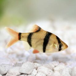 Tiger Barb (Barbus tetrazona)