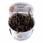 Tropica - Hygrophila lancea 'Araguaia'