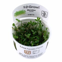 Tropica - Marsilea crenata