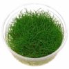 Dennerle - Eleocharis pusilla 'Hair Grass'