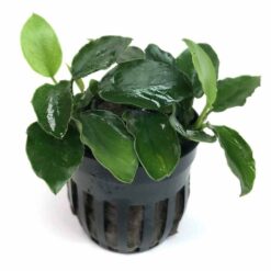 Anubias barteri var. nana 'Long Wavy'