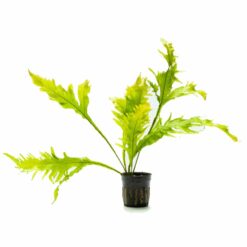 Microsorum pteropus 'Sunrise' (Java Fern)