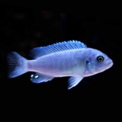 Cobalt Blue Cichlid (Maylandia callainos)