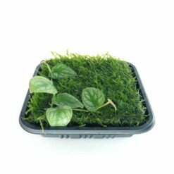 ADA – Monstera dubia with Taxiphyllum Peacock moss (Wabi-Kusa Mat)