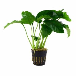 Anubias barteri var. barteri