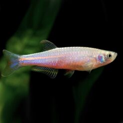 Pearl Danio (Danio albolineatus)