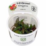 Tropica - Echinodorus 'Reni'