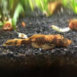 Calico Bristlenose Pleco (Ancistrus sp.)