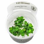 Tropica - Anubias Mini Coin