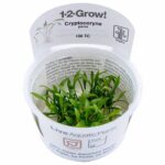 Tropica - Cryptocoryne parva