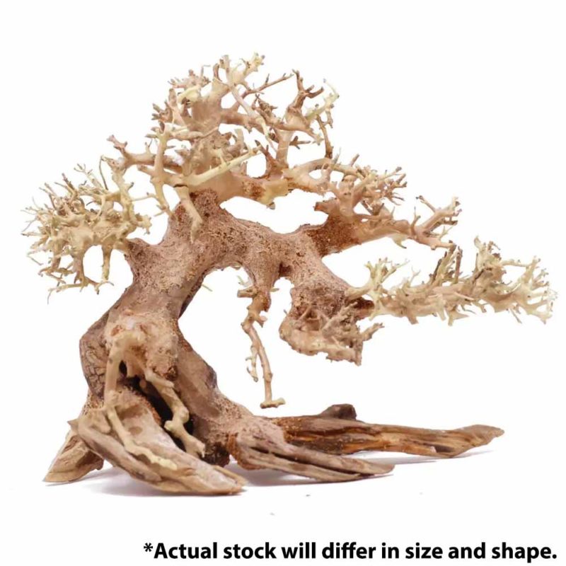 Bonsai Tree Aquarium Driftwood Cape Town South Africa