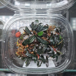 Bucephalandra Angel Tears