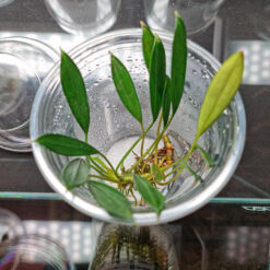 Bucephalandra Aridarum Mini Blue