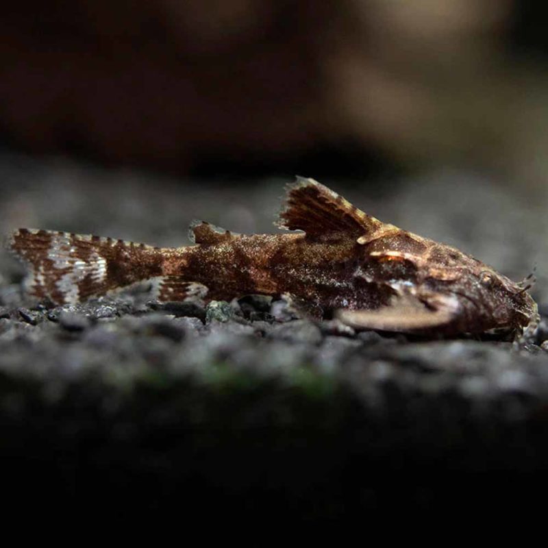 Asian Stone Catfish (Hara jerdoni) Cape Town South Africa