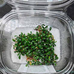 Bucephalandra Boyan Brownie Phantom