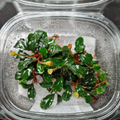 Bucephalandra Brownie Royal