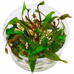 Dennerle - Cryptocoryne x purpurea