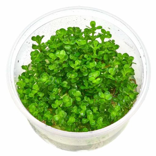 Dennerle - Rotala indica