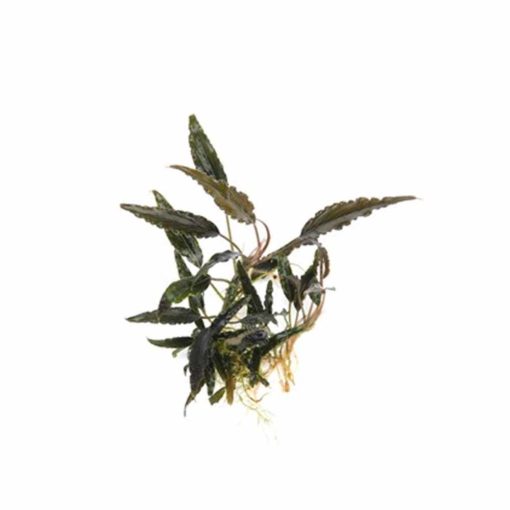 Dennerle - Schismatoglottis roseaspatha