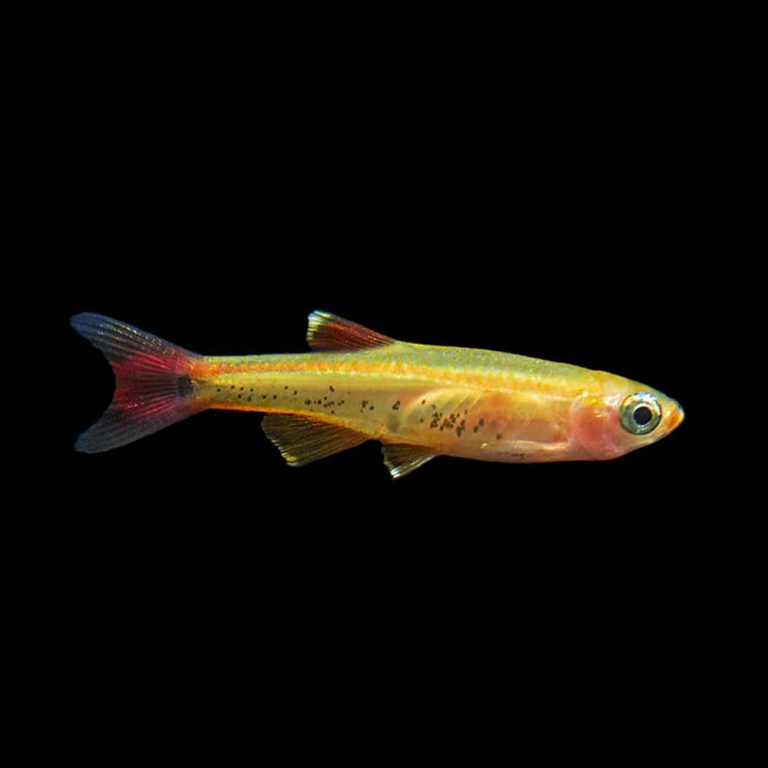 Gold White Cloud Mountain Minnow (Tanichthys albonubes) CT