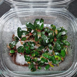 Bucephalandra Melawi