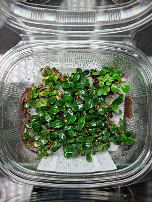 Bucephalandra Mini Melawi