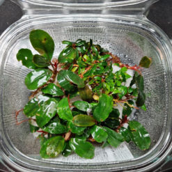 Bucephalandra Mixed Tub