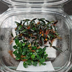 Bucephalandra Velvet