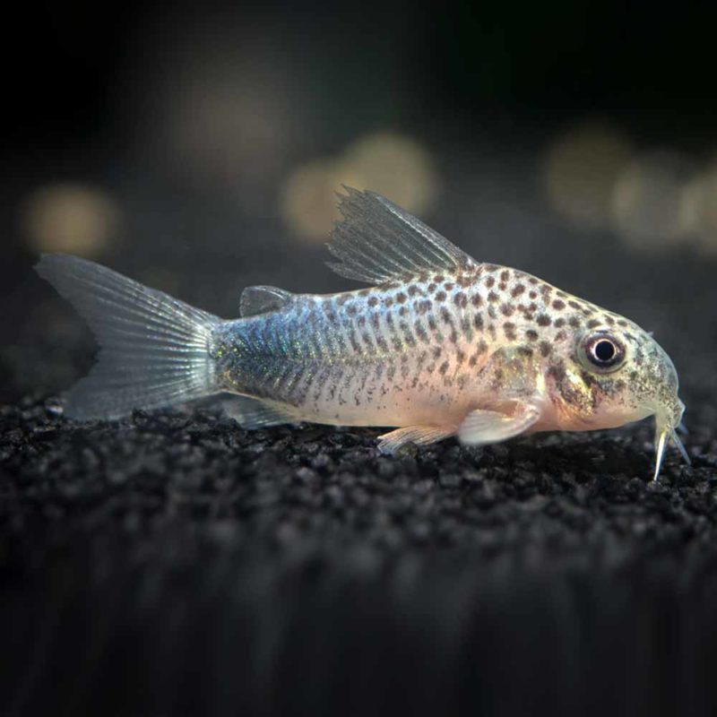 Three Line Cory (Corydoras trilineatus) Cape Town South Africa