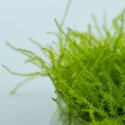 Tropica - Leptodictyum riparium 'Feather Moss' Close up