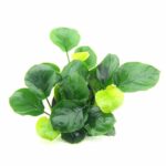 Dennerle - Anubias barteri 'Coin Leaf'