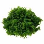 Tropica Monosolenium tenerum