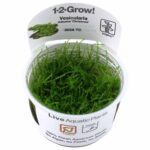 Tropica - Vesicularia montagnei 'Christmas moss'