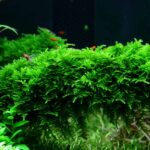 Tropica - Vesicularia montagnei 'Christmas moss' Closeup