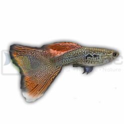 Red Lace Guppy Male