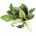 Dennerle - Anubias nana 'Pinto'