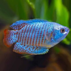Neon Blue Dwarf Gourami (Trichogaster Ialius)
