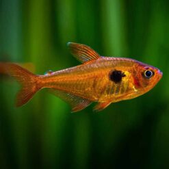 Red Phantom Tetra (Hyphessobrycon sweglesi)