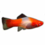 Santa Claus Platy (Xiphophorus maculatus)